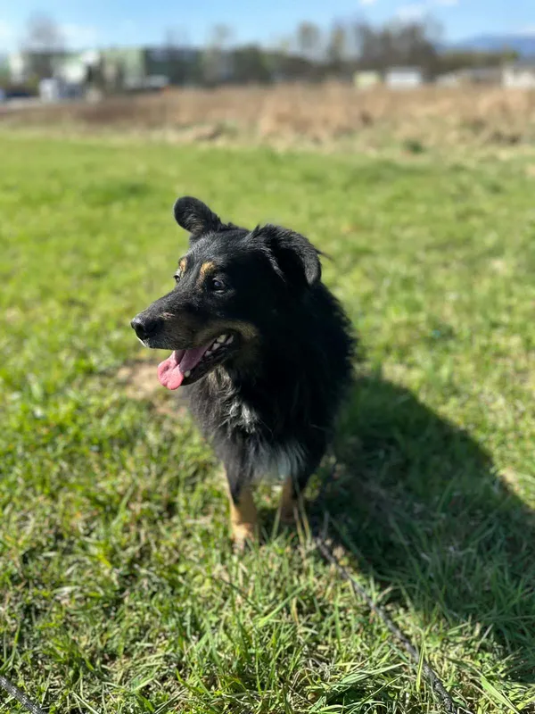 Pies do adopcji, Żywiec, 27 kwietnia 2026 (2/5)