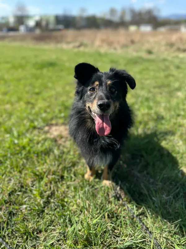 Pies do adopcji, Żywiec, 27 kwietnia 2026 (4/5)