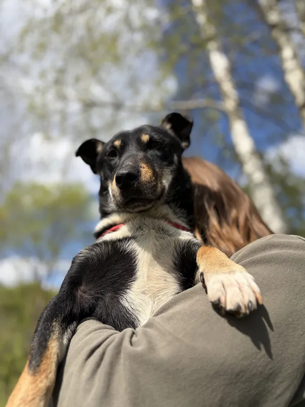 Pies do adopcji, Bełchatów, 2 kwietnia 2026 (1/5)