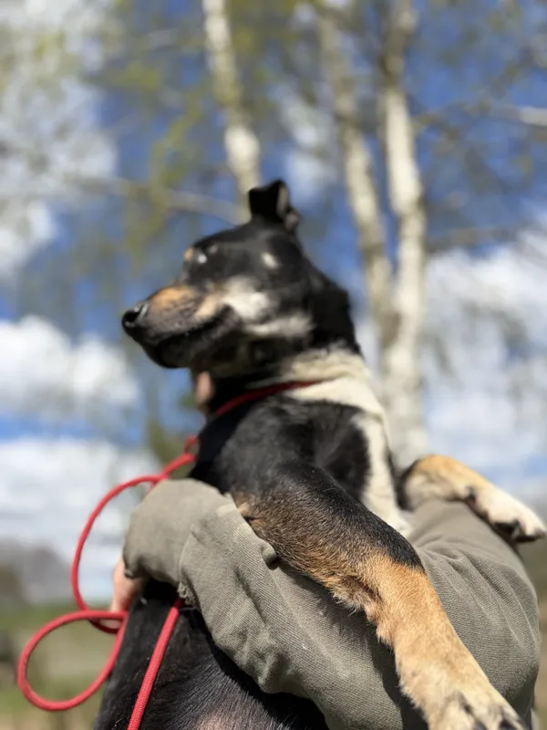 Pies do adopcji, Bełchatów, 2 kwietnia 2026 (2/5)