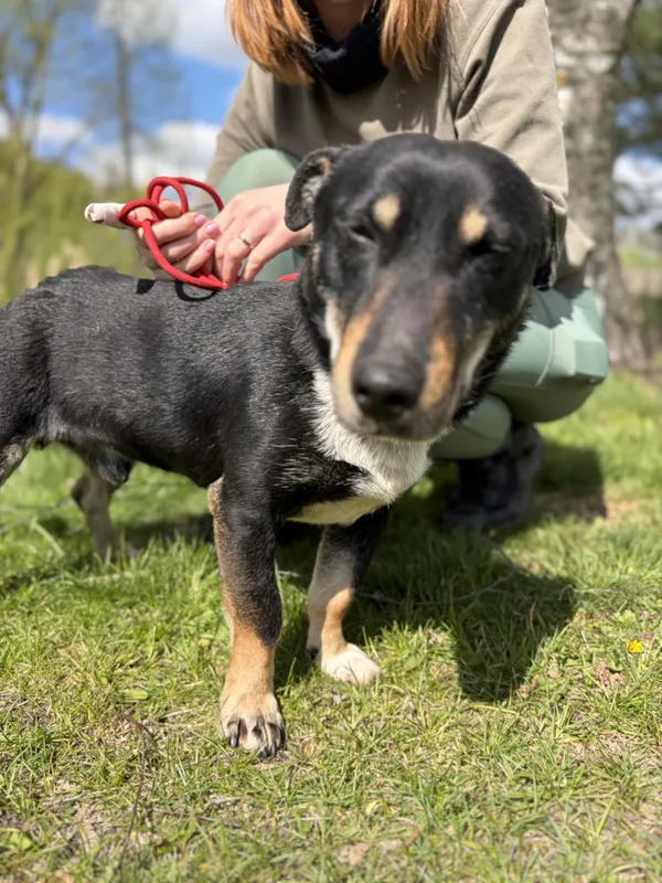 Pies do adopcji, Bełchatów, 2 kwietnia 2026 (3/5)
