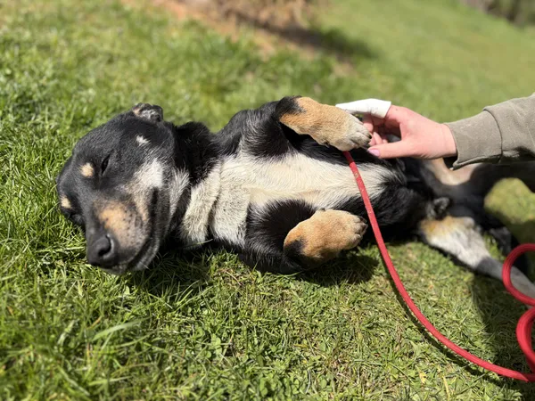 Pies do adopcji, Bełchatów, 2 kwietnia 2026 (4/5)