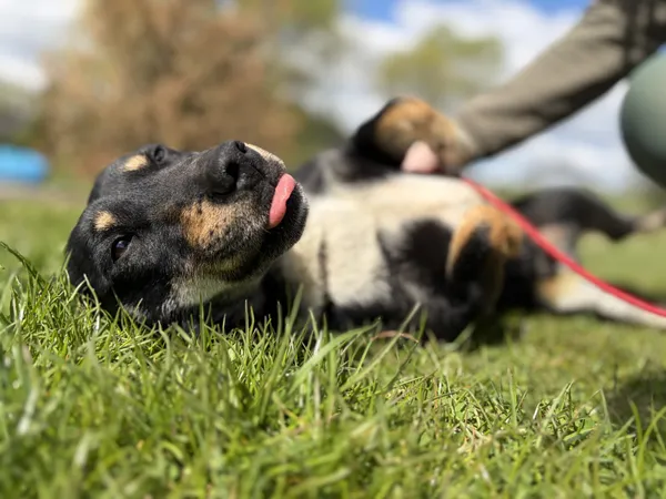Pies do adopcji, Bełchatów, 2 kwietnia 2026 (5/5)