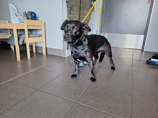 Znaleziono psa, Bydgoszcz, 24 kwietnia 2026