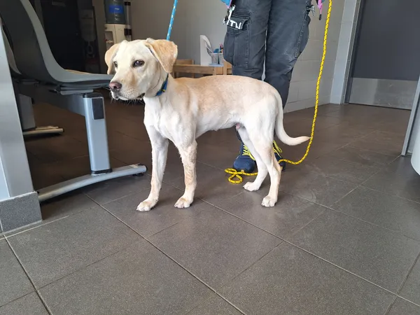 Znaleziono psa, Bydgoszcz, 22 kwietnia 2026