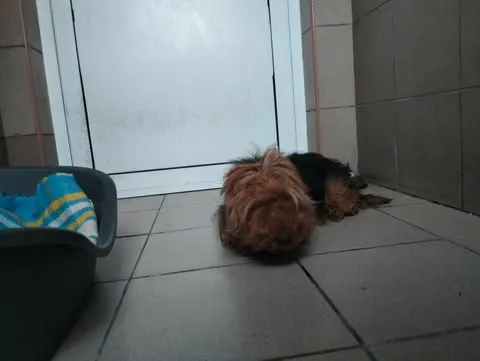 Znaleziono psa, Bydgoszcz, 14 kwietnia 2026