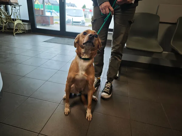 Znaleziono psa, Bydgoszcz, 14 kwietnia 2026