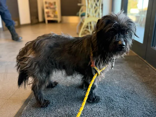 Znaleziono psa, Bydgoszcz, 9 kwietnia 2026