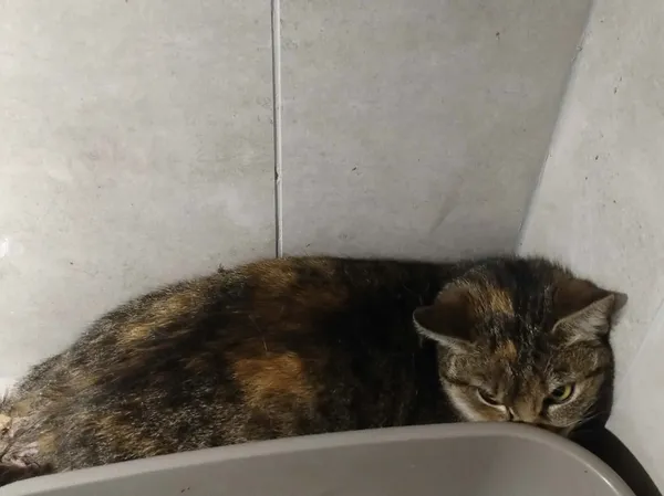 Znaleziono kota, Sosnowiec, 26 kwietnia 2026