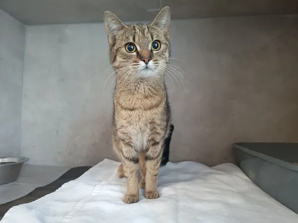 Znaleziono kota, Sosnowiec, 26 kwietnia 2026