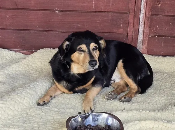 Pies do adopcji, Gorzów Wielkopolski, 24 kwietnia 2026