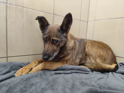 Pies do adopcji, Kraków, 13 kwietnia 2026