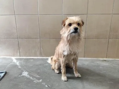 Pies do adopcji, Kraków, 13 kwietnia 2026