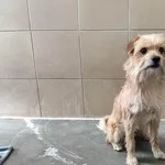 Pies do adopcji