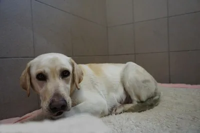 Pies do adopcji, Kraków, 13 kwietnia 2026