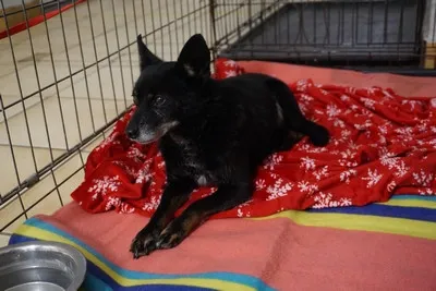 Pies do adopcji, Kraków, 13 kwietnia 2026