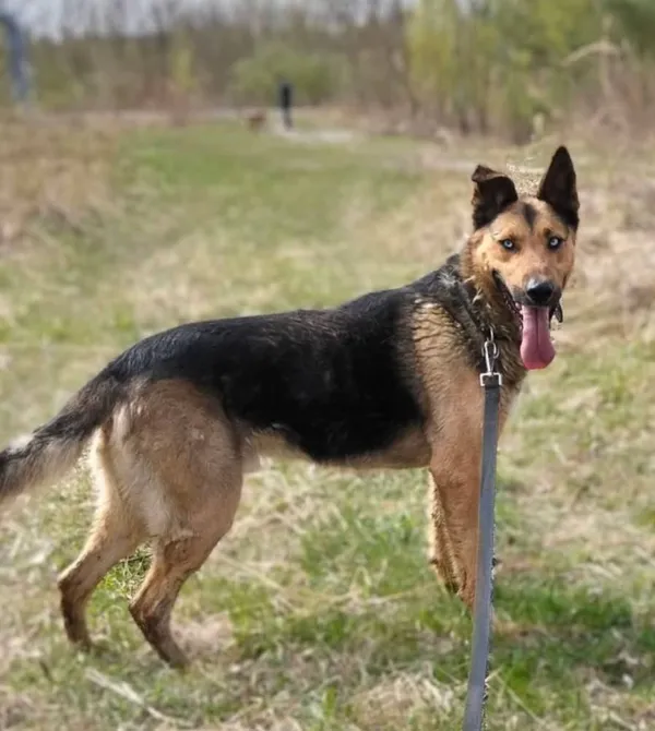 Pies do adopcji, Konin, 23 marca 2026 (1/2)