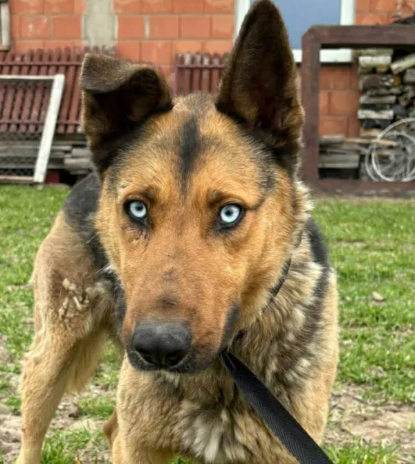 Pies do adopcji, Konin, 23 marca 2026 (2/2)