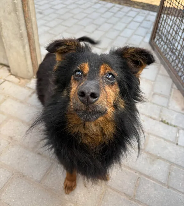 Pies do adopcji, Konin, 30 stycznia 2026