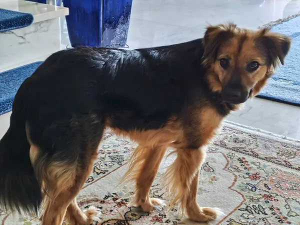 Zaginął pies, Wądroże, 28 kwietnia 2026 (2/2)