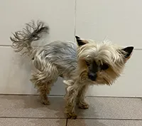 Znaleziono psa, Siedlce, 27 kwietnia 2026