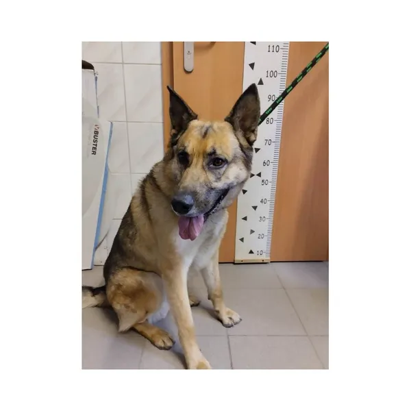 Znaleziono psa, Białystok, 27 kwietnia 2026