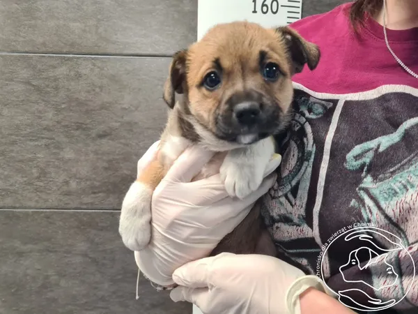 Znaleziono psa, Chełmek, 27 kwietnia 2026