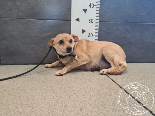 Znaleziono psa, Chełmek, 27 kwietnia 2026