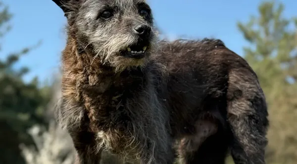 Pies do adopcji, Pieczyska, 28 kwietnia 2026 (1/5)