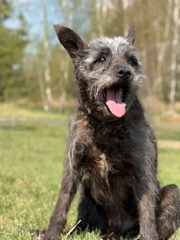 Pies do adopcji, Pieczyska, 28 kwietnia 2026 (3/5)