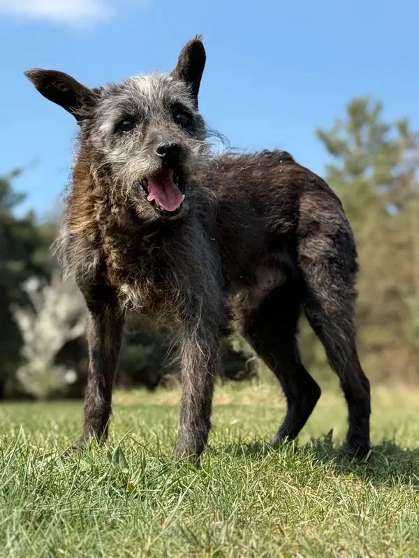 Pies do adopcji, Pieczyska, 28 kwietnia 2026 (4/5)