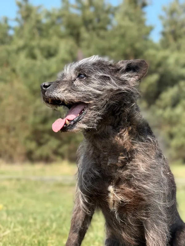 Pies do adopcji, Pieczyska, 28 kwietnia 2026 (5/5)