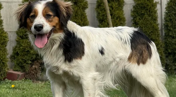 Pies do adopcji, Pieczyska, 28 kwietnia 2026 (1/5)