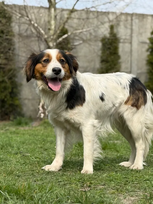 Pies do adopcji, Pieczyska, 28 kwietnia 2026 (2/5)