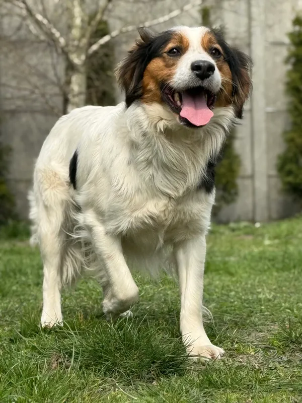 Pies do adopcji, Pieczyska, 28 kwietnia 2026 (3/5)