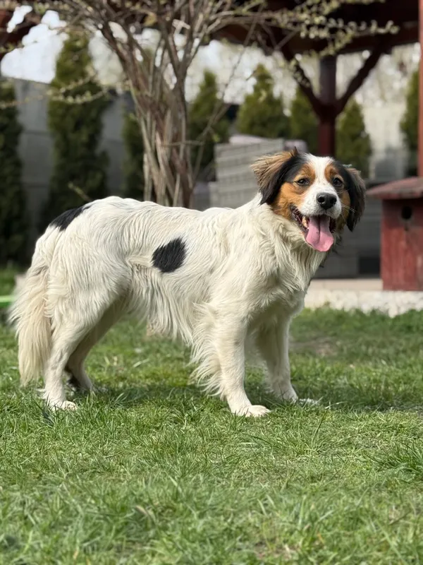 Pies do adopcji, Pieczyska, 28 kwietnia 2026 (4/5)