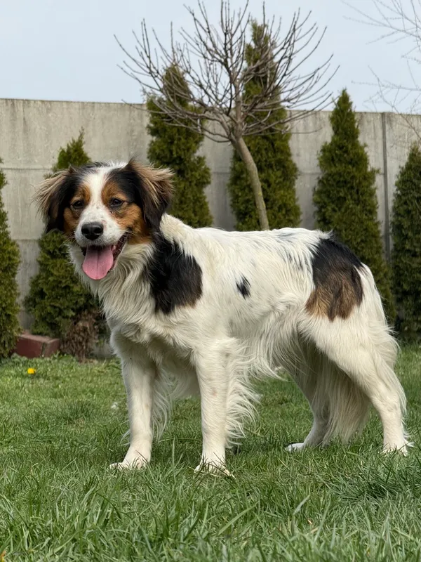 Pies do adopcji, Pieczyska, 28 kwietnia 2026 (5/5)