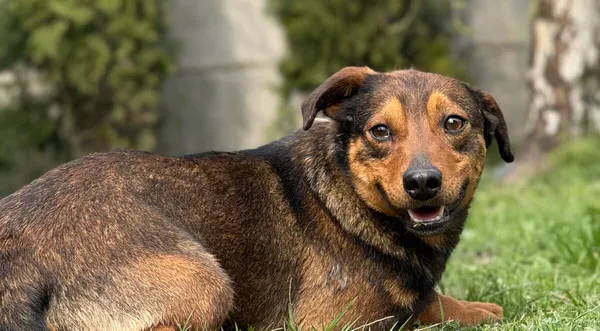 Pies do adopcji, Pieczyska, 28 kwietnia 2026 (1/5)