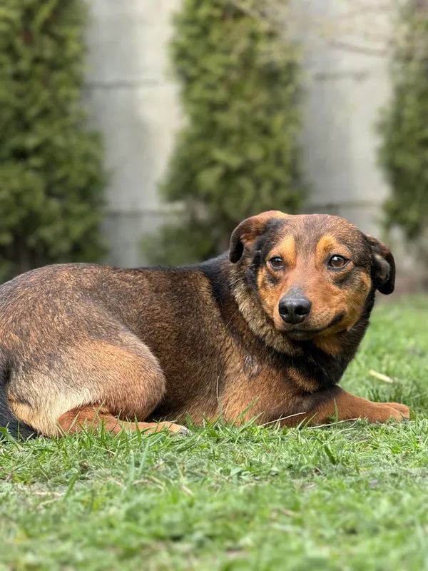 Pies do adopcji, Pieczyska, 28 kwietnia 2026 (2/5)