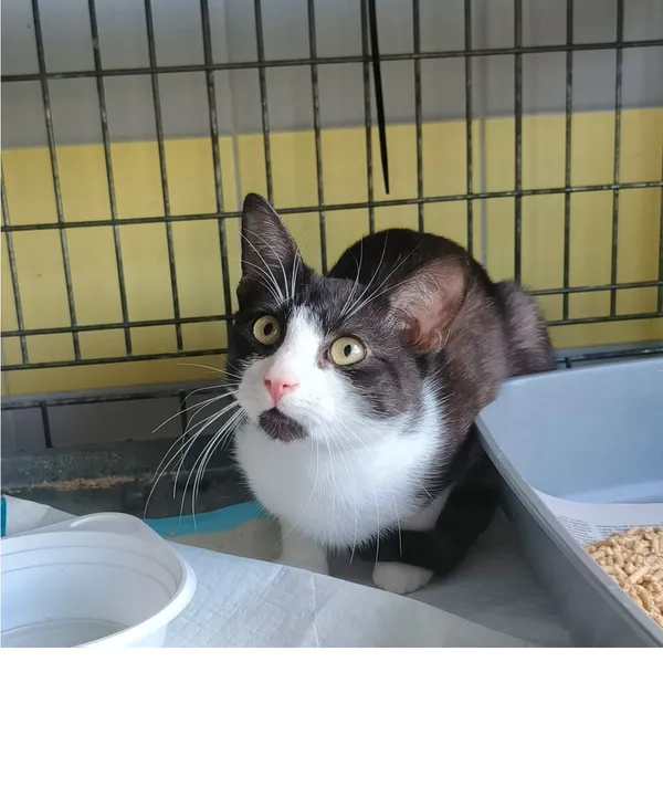 Znaleziono kota, Wrocław, 26 kwietnia 2026