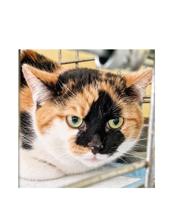 Znaleziono kota, Wrocław, 28 kwietnia 2026