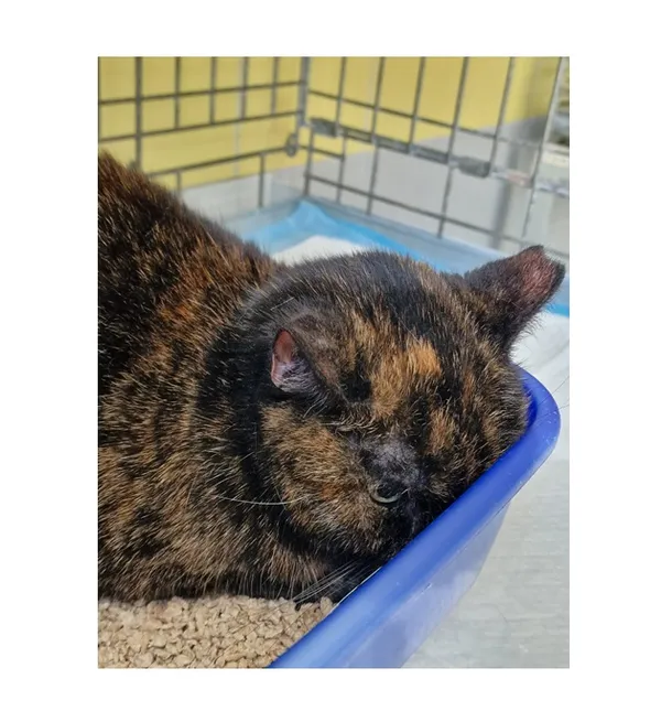 Znaleziono kota, Wrocław, 28 kwietnia 2026