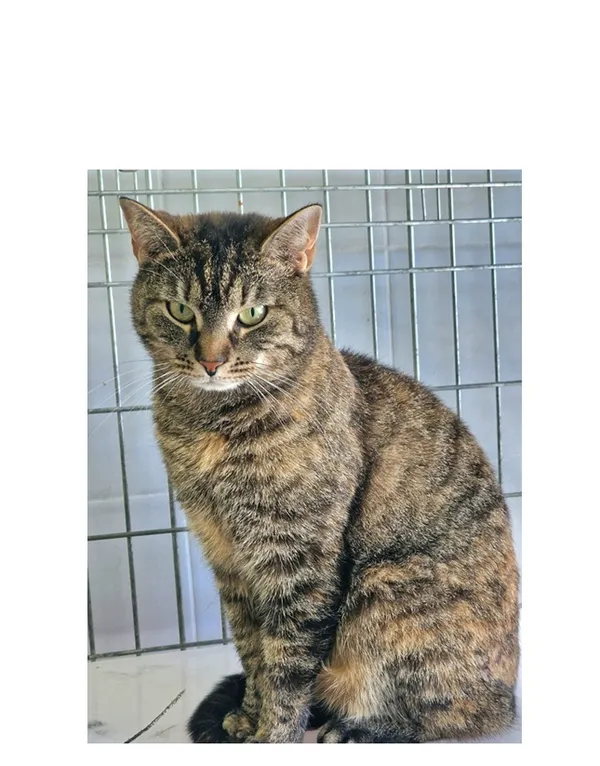 Znaleziono kota, Wrocław, 16 kwietnia 2026