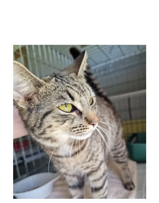 Znaleziono kota, Wrocław, 21 kwietnia 2026