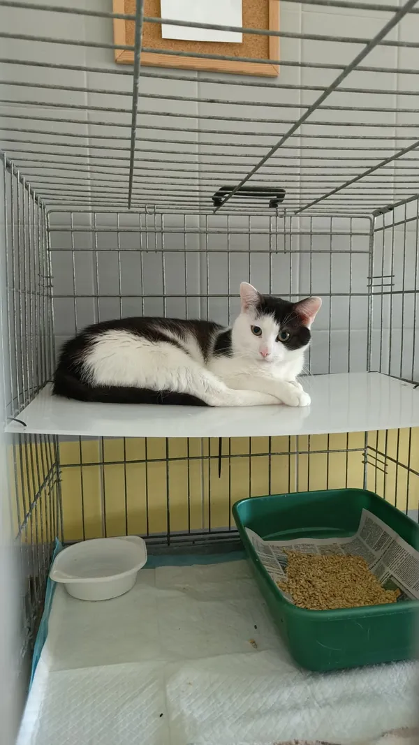 Znaleziono kota, Wrocław, 17 kwietnia 2026