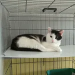 Znaleziono kota