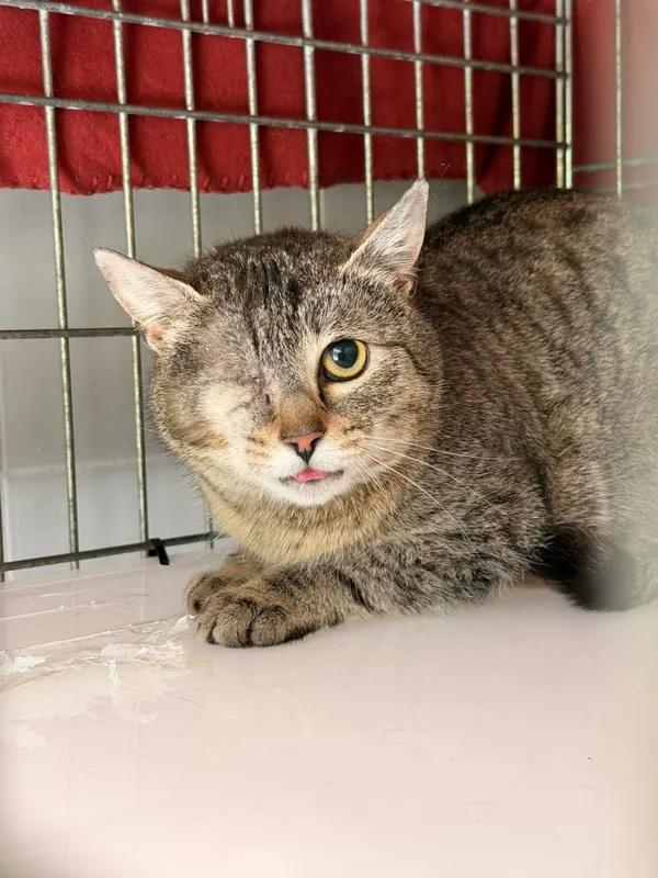 Kot do adopcji, Wrocław, 6 kwietnia 2026