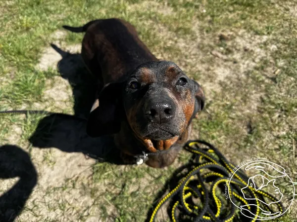 Pies do adopcji, Chełmek, 2 kwietnia 2026