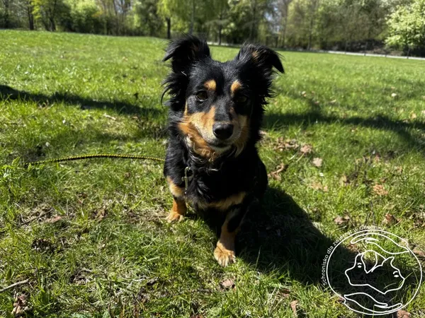 Pies do adopcji, Chełmek, 27 marca 2026