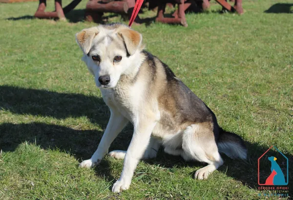 Pies do adopcji, Grudziądz, 1 kwietnia 2026